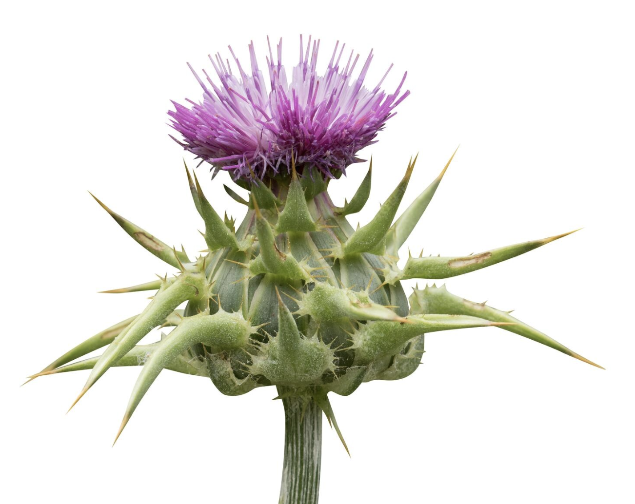 Mariendistel